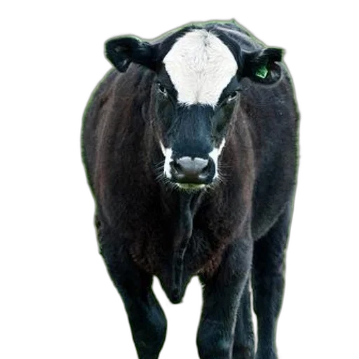 animal, face, staff, creature, photorealistic, 3d render, concept art, black transparent PNG cut-out