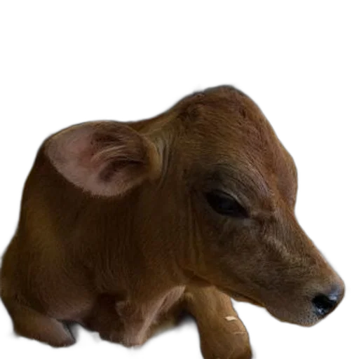animal, creature, face, food, photorealistic, 3d render, concept art, oil painting transparent PNG cut-out