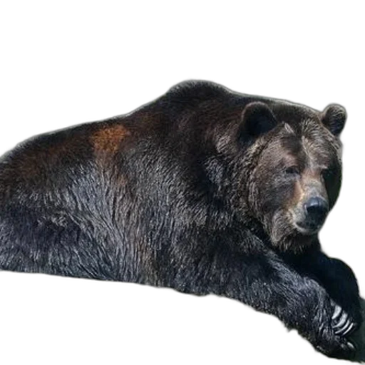 animal, staff, creature, weapon, photorealistic, 3d render, concept art, large transparent PNG cut-out