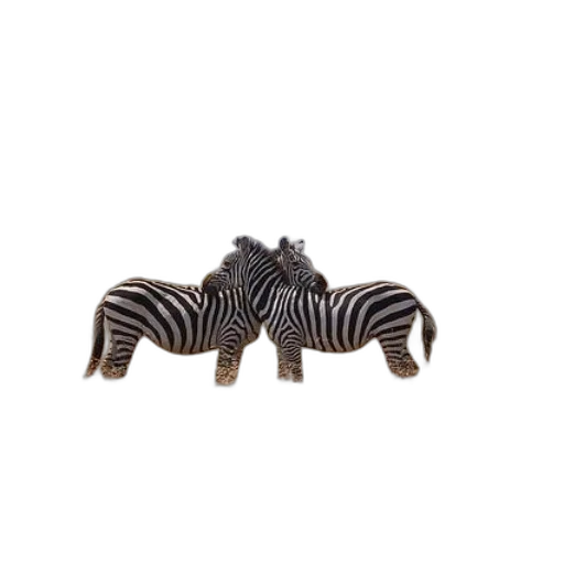 animal, jewelry, creature, furniture, 3d render, three, zebras, standing transparent PNG cut-out