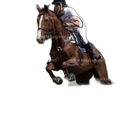 staff, hat, animal, photorealistic, concept art, pixel art, oil painting, horse transparent PNG cut-out