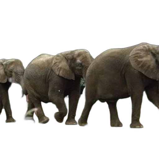 animal, concept art, 3d render, three, elephants, walking, line, green transparent PNG cut-out
