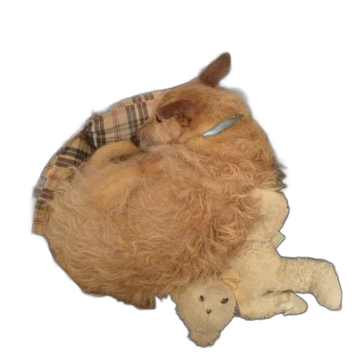animal, hat, creature, hair, photorealistic, 3d render, fluffy, dog transparent PNG cut-out