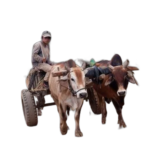 animal, man, rides, cart, pulled, two, oxen, rural transparent PNG cut-out