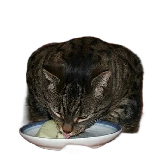 food, animal, creature, hat, photorealistic, 3d render, cat, licking transparent PNG cut-out