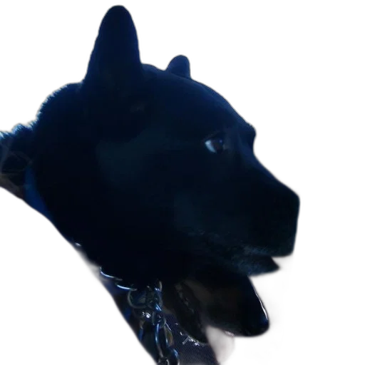 animal, creature, dragon, staff transparent PNG cut-out