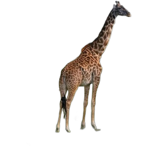 animal, creature, staff, weapon, 3d render, concept art, photorealistic, pixel art transparent PNG cut-out