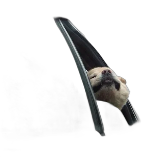 umbrella, animal, staff, shoes, photorealistic, concept art, 3d render, dog transparent PNG cut-out
