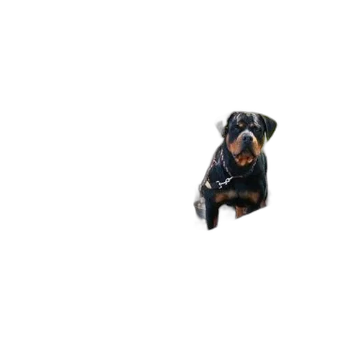 animal, creature, staff, dragon, 3d render, pixel art, photorealistic, rottweiler transparent PNG cut-out
