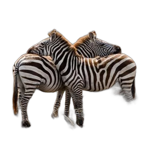 animal, jewelry, furniture, creature, 3d render, photorealistic, two, zebras transparent PNG cut-out
