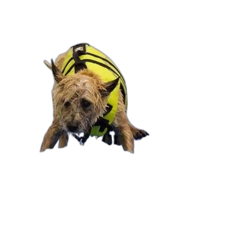 animal, creature, dragon, jacket, 3d render, photorealistic, concept art, pixel art transparent PNG cut-out