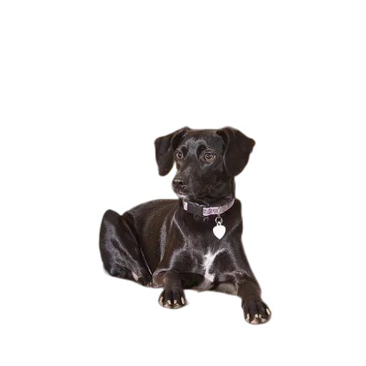 staff, animal, jewelry, photorealistic, black, dog, sits, plaid transparent PNG cut-out