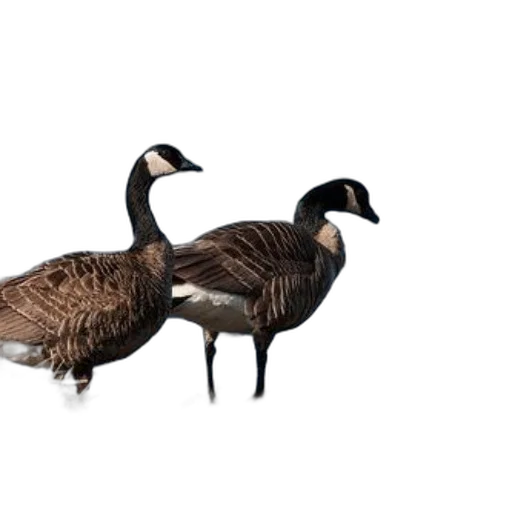 animal, creature, jacket, furniture, 3d render, photorealistic, concept art, two transparent PNG cut-out