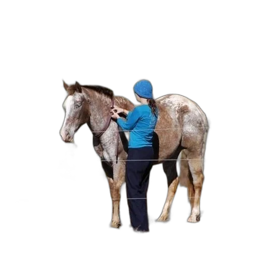 jacket, animal, staff, hat, concept art, photorealistic, blue, person transparent PNG cut-out