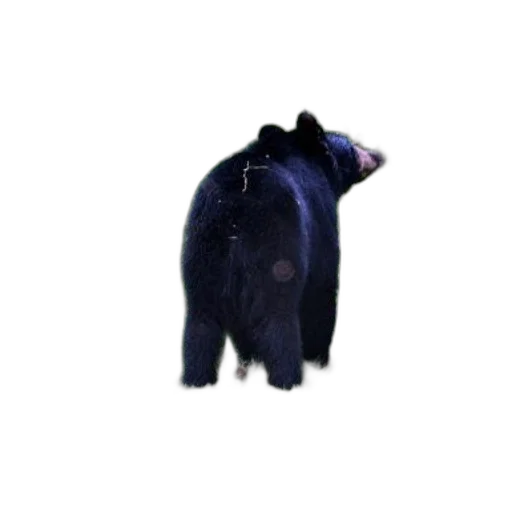 hat, animal, creature, jacket transparent PNG cut-out
