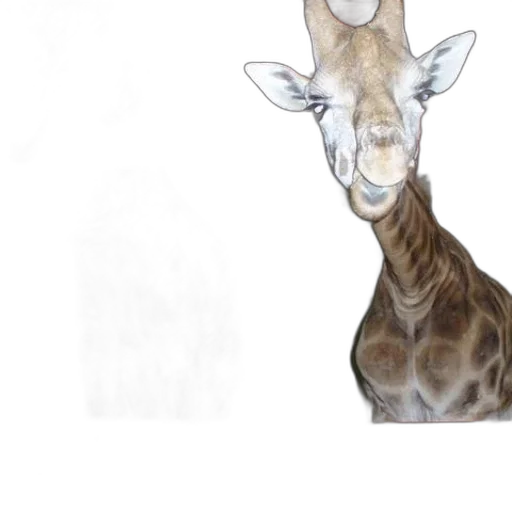 animal, creature, face, staff transparent PNG cut-out