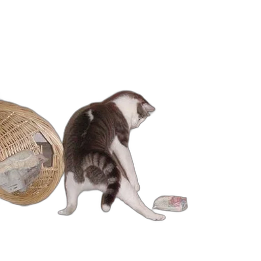 3d render, concept art, cat, stretches, front, legs, room, wicker transparent PNG cut-out