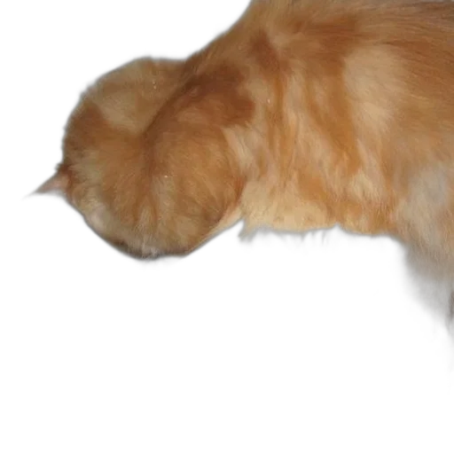 staff, animal, creature, hair, photorealistic, 3d render, fluffy, orange transparent PNG cut-out