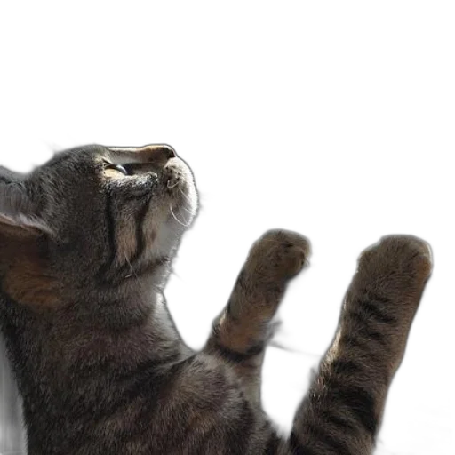 animal, staff, creature, photorealistic, tabby, cat, paws, window transparent PNG cut-out