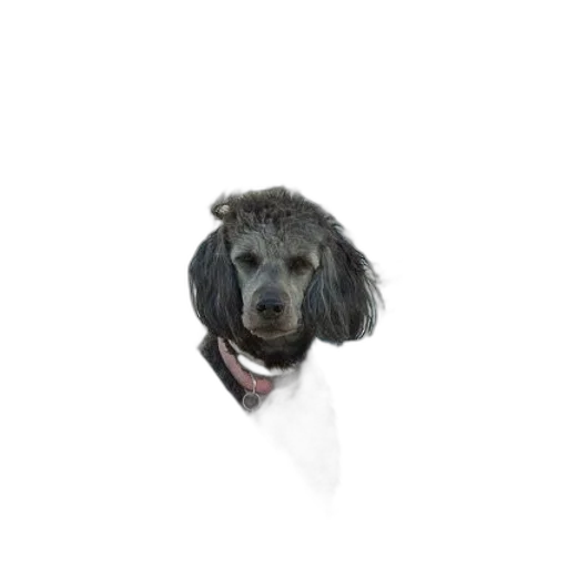 staff, animal, creature, hair, photorealistic, 3d render, dog, boat transparent PNG cut-out