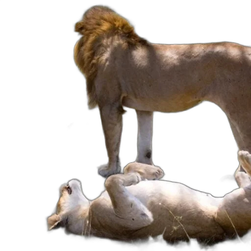 animal, crown, hair, creature, photorealistic, concept art, 3d render, lion transparent PNG cut-out