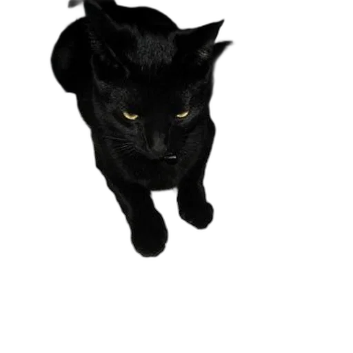 animal, staff, creature, mask transparent PNG cut-out