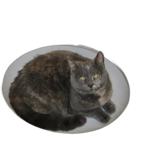 jewelry, hat, crown, animal, 3d render, grey, cat, sits transparent PNG cut-out