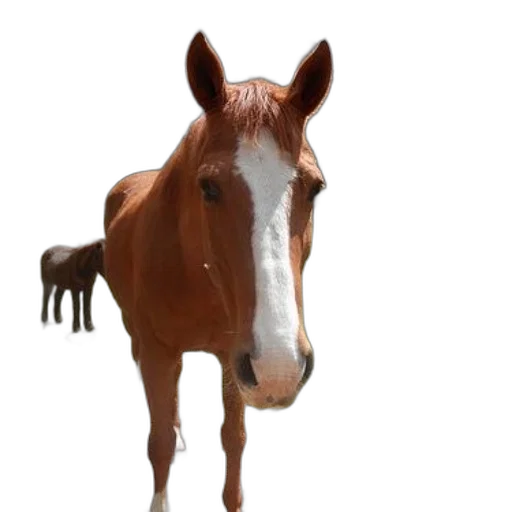 animal, creature, face, staff, photorealistic, 3d render, concept art, oil painting transparent PNG cut-out