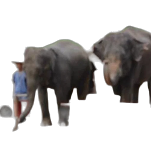 animal, concept art, 3d render, forest, two, elephants, stand, near transparent PNG cut-out