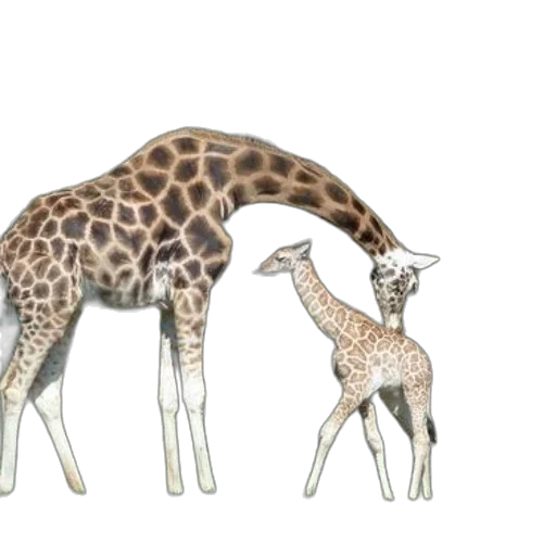 animal, concept art, watercolor, 3d render, fantasy art, mother, giraffe, her transparent PNG cut-out