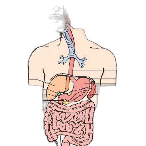 food, jewelry, crown, staff, concept art, anatomical, diagram, human transparent PNG cut-out