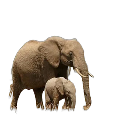 animal, creature, concept art, photorealistic, 3d render, earth tones, majestic, adult transparent PNG cut-out
