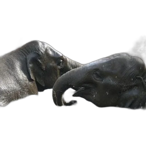 mask, shoes, dragon, animal, photorealistic, 3d render, concept art, fire transparent PNG cut-out