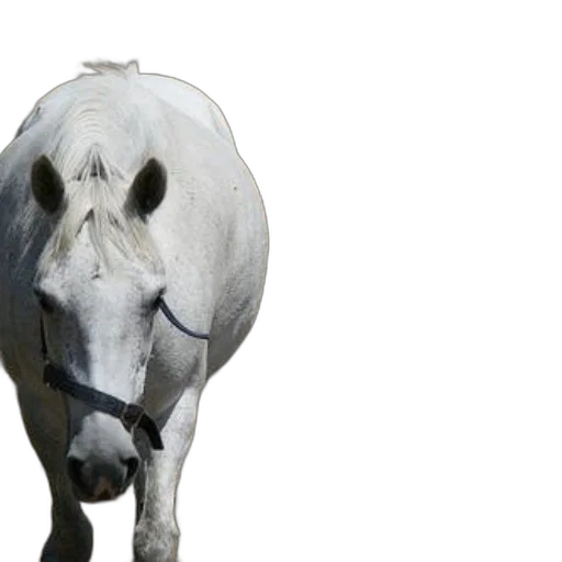 animal, creature, staff, mask, photorealistic, 3d render, white, horse transparent PNG cut-out