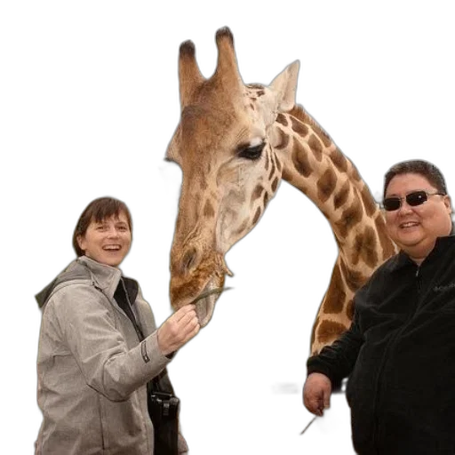animal, creature, staff, umbrella transparent PNG cut-out