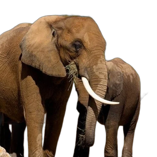 animal, weapon, staff, concept art transparent PNG cut-out
