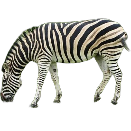 animal, creature, jacket, weapon, 3d render, photorealistic, concept art, monochrome transparent PNG cut-out