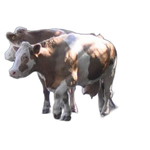 animal, jewelry, creature, crown, 3d render, photorealistic, concept art, oil painting transparent PNG cut-out
