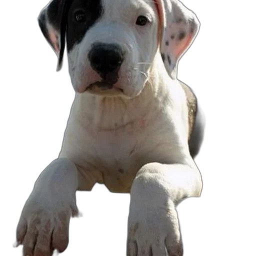 animal, staff, creature, weapon, photorealistic, 3d render, concept art, oil painting transparent PNG cut-out