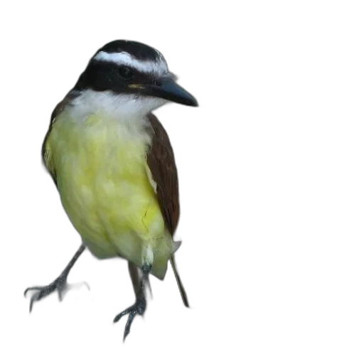 animal, creature, staff, hat transparent PNG cut-out