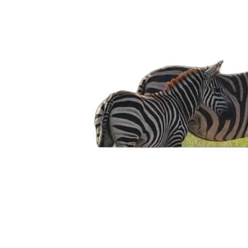 animal, creature, shoes, hat, 3d render, photorealistic, concept art, monochrome transparent PNG cut-out