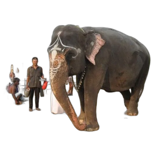 animal, staff, 3d render, concept art, photorealistic, decorated, elephant, stands transparent PNG cut-out