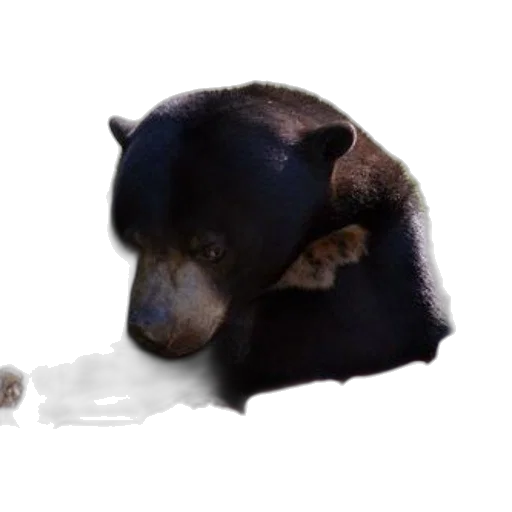 animal, creature, staff, food, concept art, photorealistic, 3d render, oil painting transparent PNG cut-out