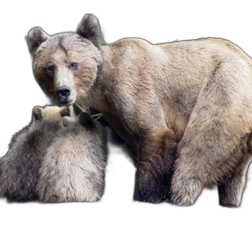animal, creature, photorealistic, concept art, 3d render, pixel art, mother, bear transparent PNG cut-out