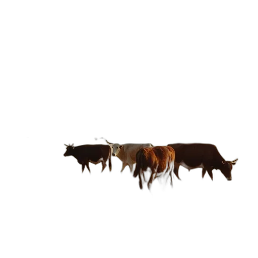 animal, food, hair, crown transparent PNG cut-out