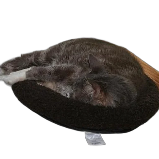 hat, furniture, shoes, staff, photorealistic, 3d render, gray, cat transparent PNG cut-out