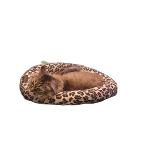 animal, shoes, hat, creature transparent PNG cut-out