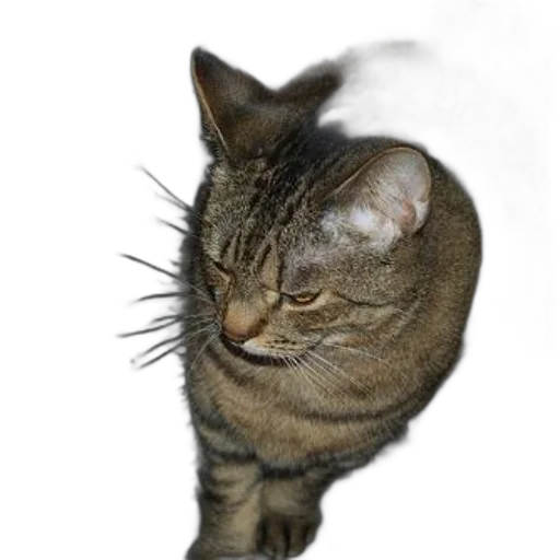 staff, animal, creature, face, photorealistic, 3d render, concept art, tabby transparent PNG cut-out
