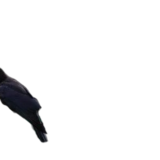 shoes, animal, umbrella, hair, 3d render, concept art, photorealistic, pixel art transparent PNG cut-out