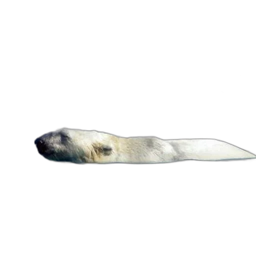 animal, creature, staff, hair, photorealistic, 3d render, concept art, pixel art transparent PNG cut-out